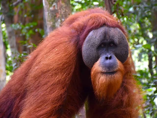 Orangutan Sumatra Bukit Lawang