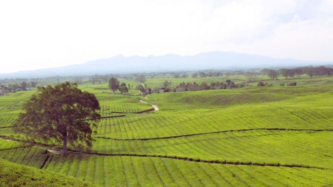 Wisata ke Kebun Teh Sidamanik.