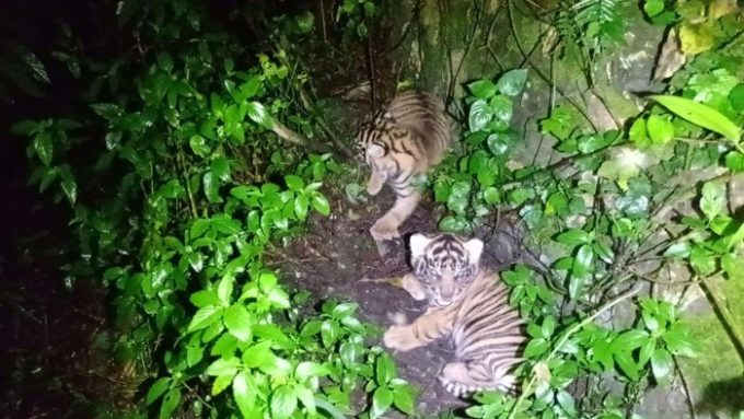 Potret Nunuk dan Ninik, bayi Harimau Sumatera (detikcom).