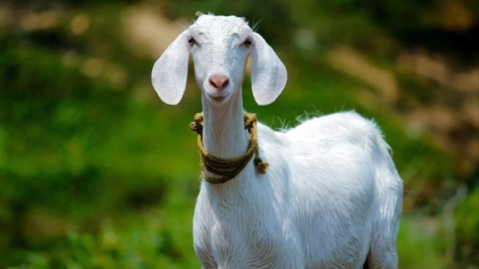 Ilustrasi kambing Samosir.