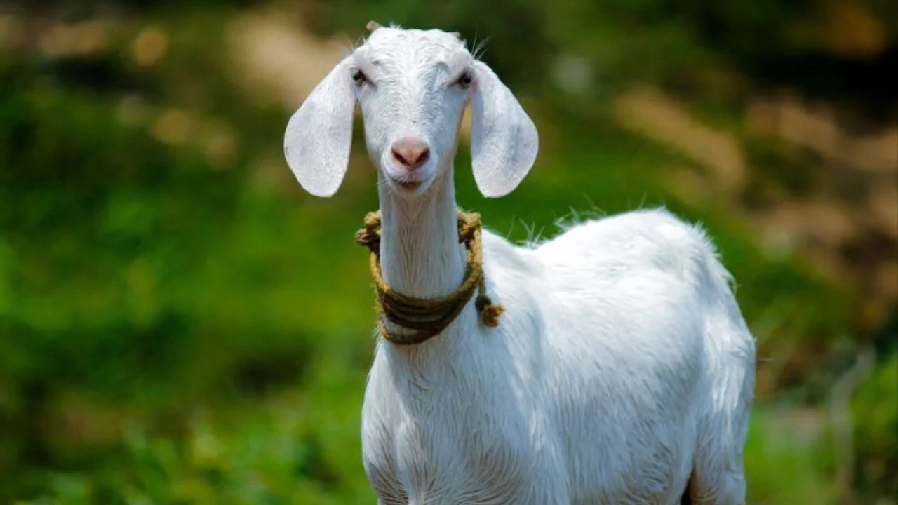 Ilustrasi kambing Samosir.